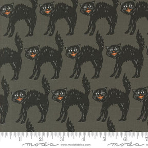 a picture of a black cat on a gray background