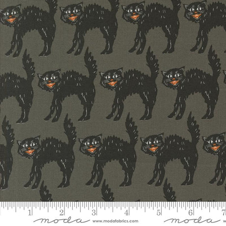 a picture of a black cat on a gray background